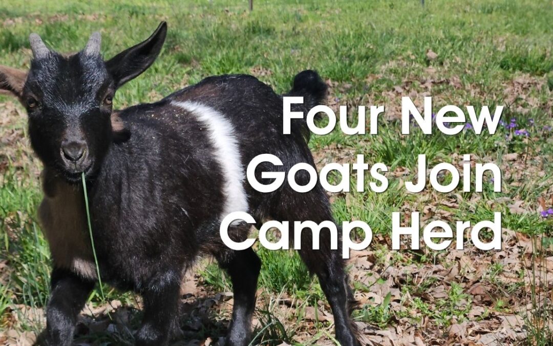 Welcome, New Goats