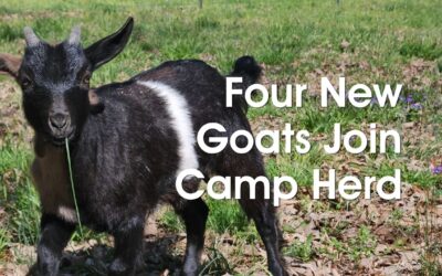 Welcome, New Goats