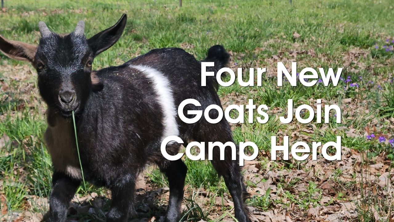 Welcome, New Goats - Camp Hanover