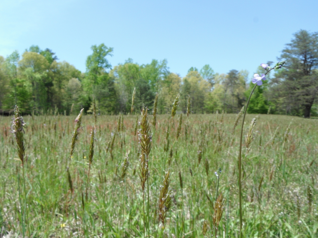 overgrown meadow