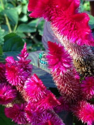 blue mason bee