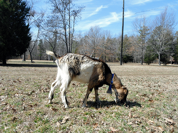 abraham-grazing