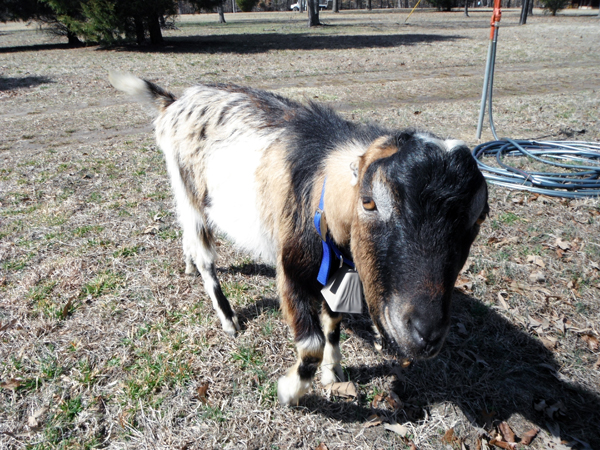 abraham-the-goat