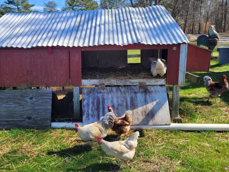 chicken coop_web