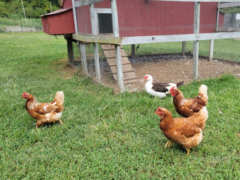 chickens_web