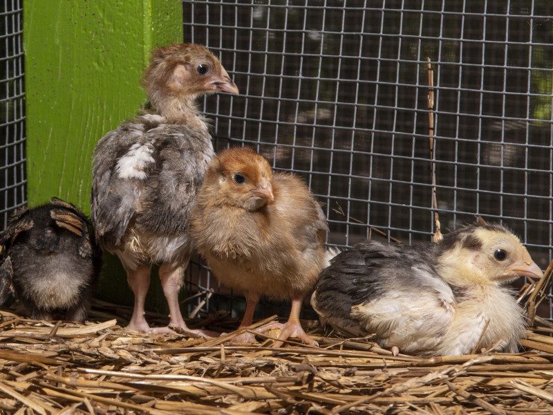 chicks_web