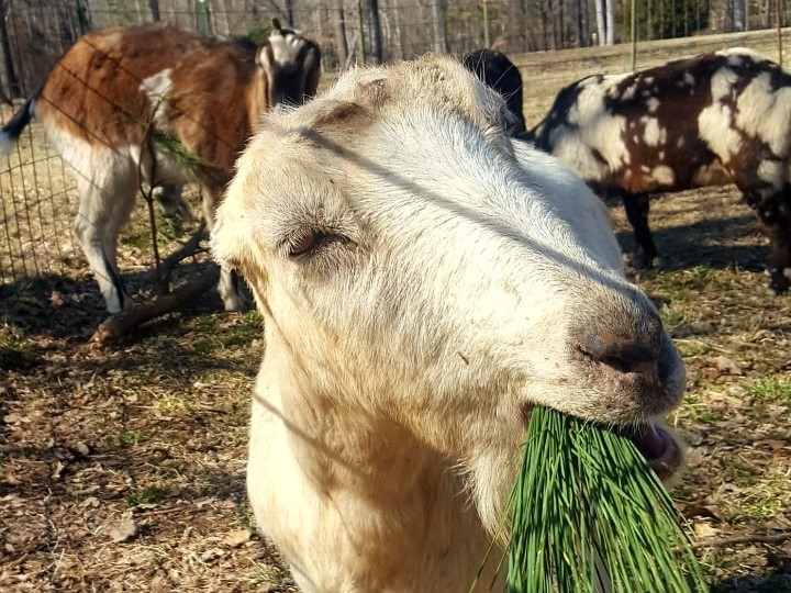 goat lilly_web