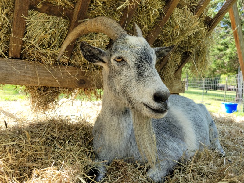 goat zeke_web