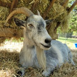 goat