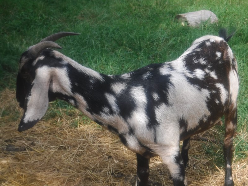 goat_luna_web