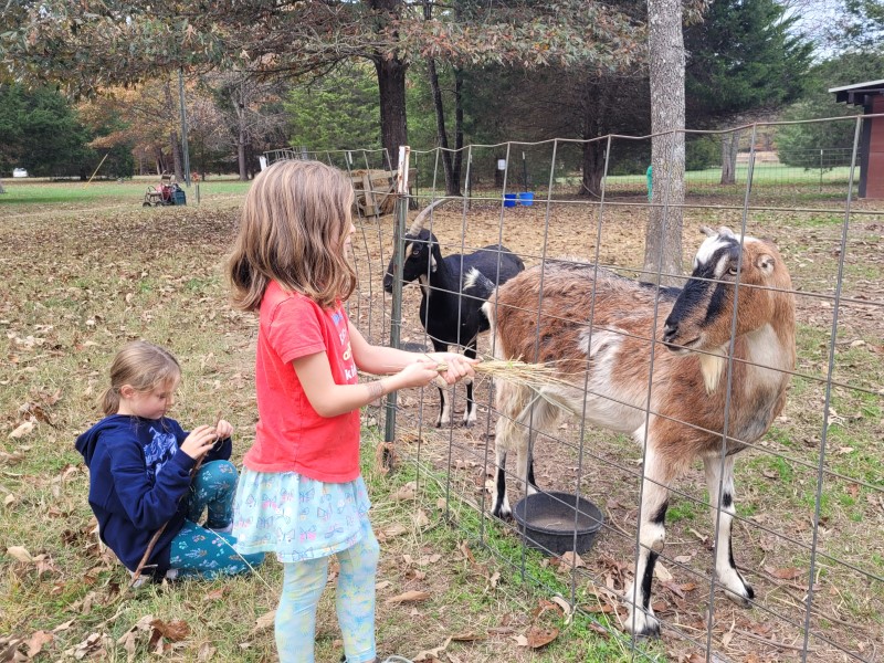 goats_fall