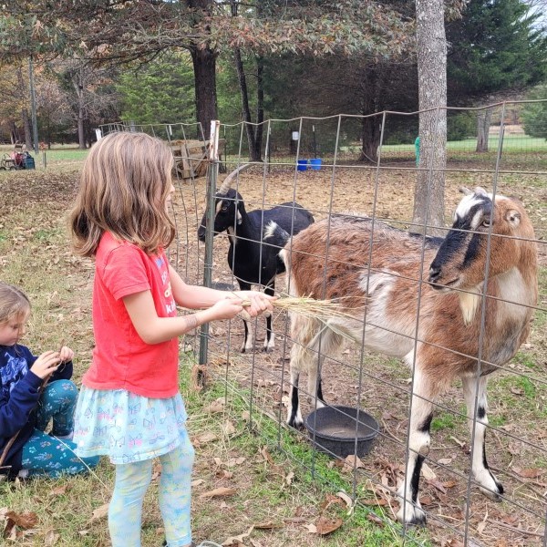 goats_fall_sq