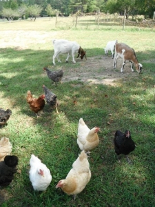 livestock