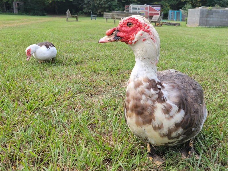muscovy duck_web