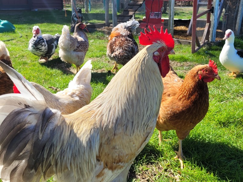 rooster_web