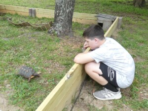 tortoise_fun day