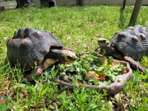 tortoises_2023